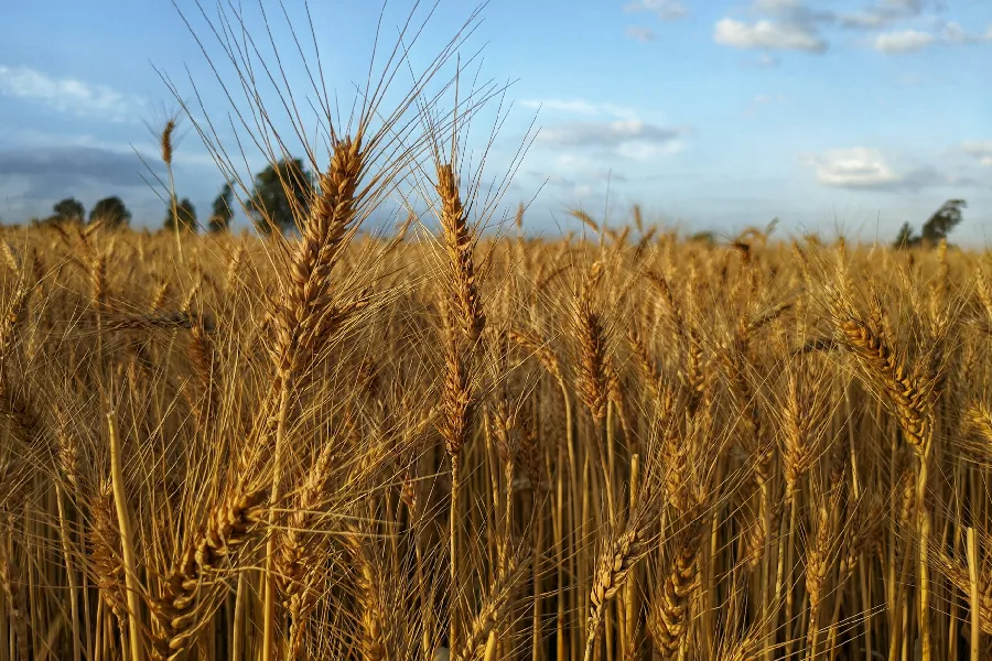 Campo de trigo