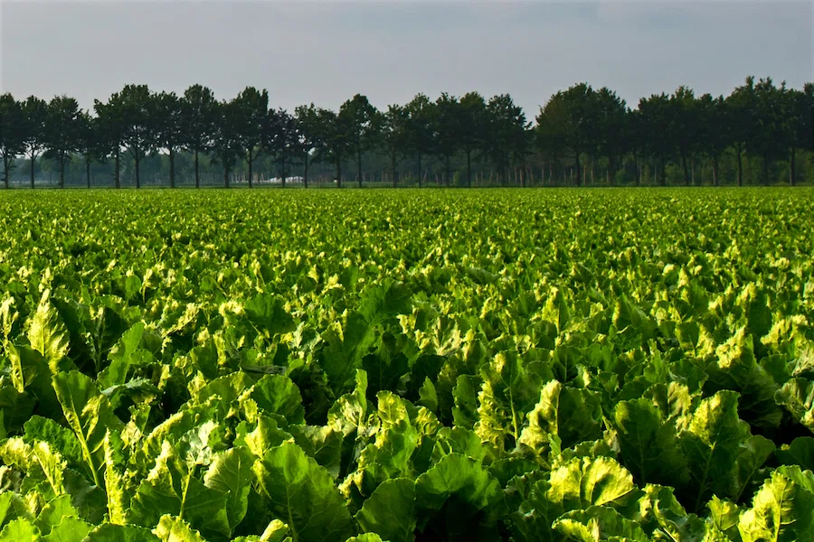 Campo con lechugas sembradas